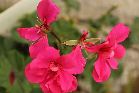 Aceite esencial de Geranio