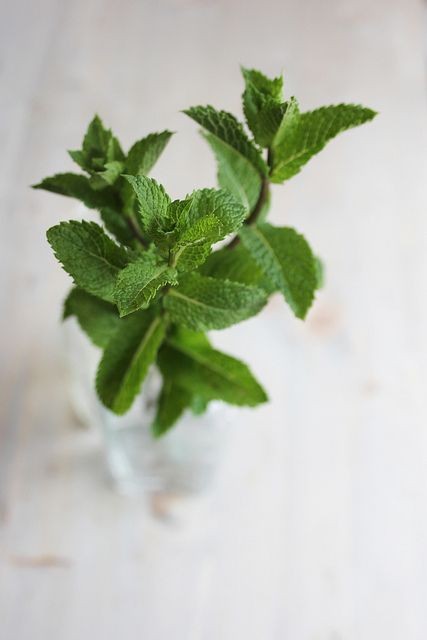 Aceite esencial de menta - Myntha