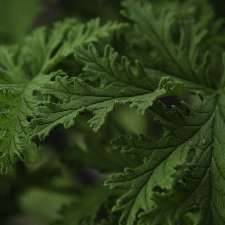 Aceite esencial de Citronella