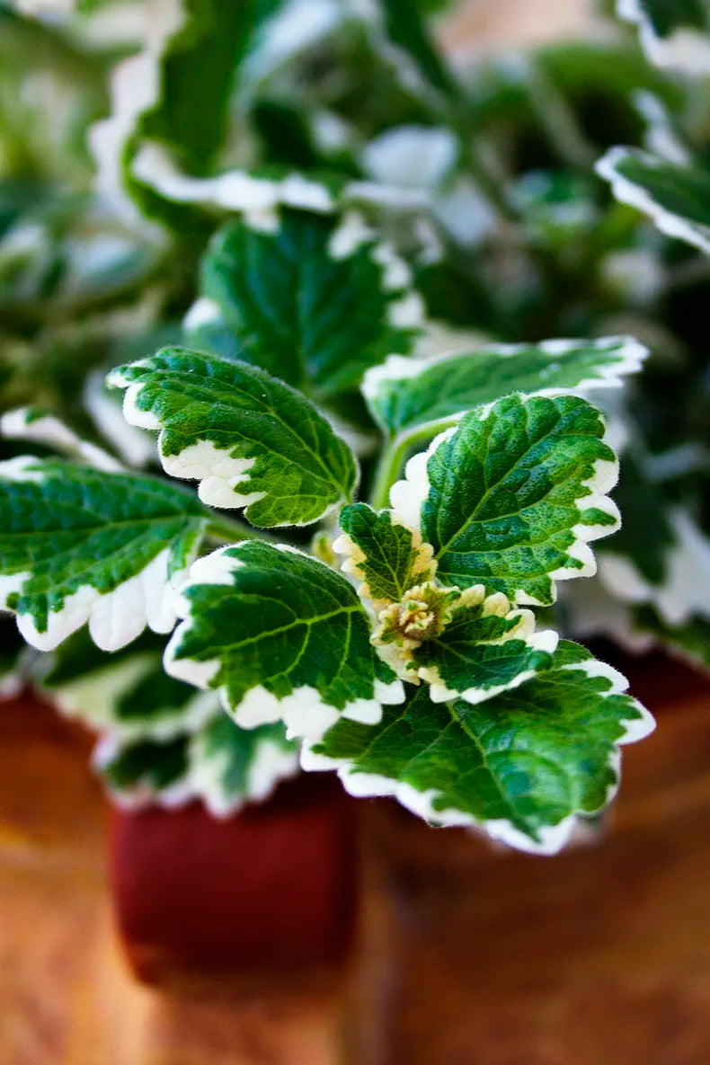 Aceite esencial de incienso